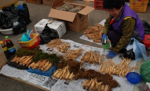 Ginseng being kept hydrated at the Danyang garlic market.  Photo by Steebu